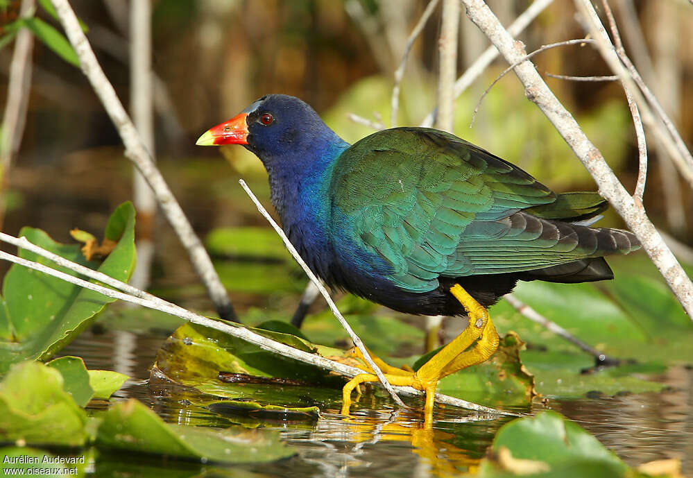 Talève violacéeadulte nuptial, identification