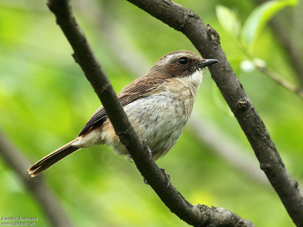 Grey Bush Chat, identification