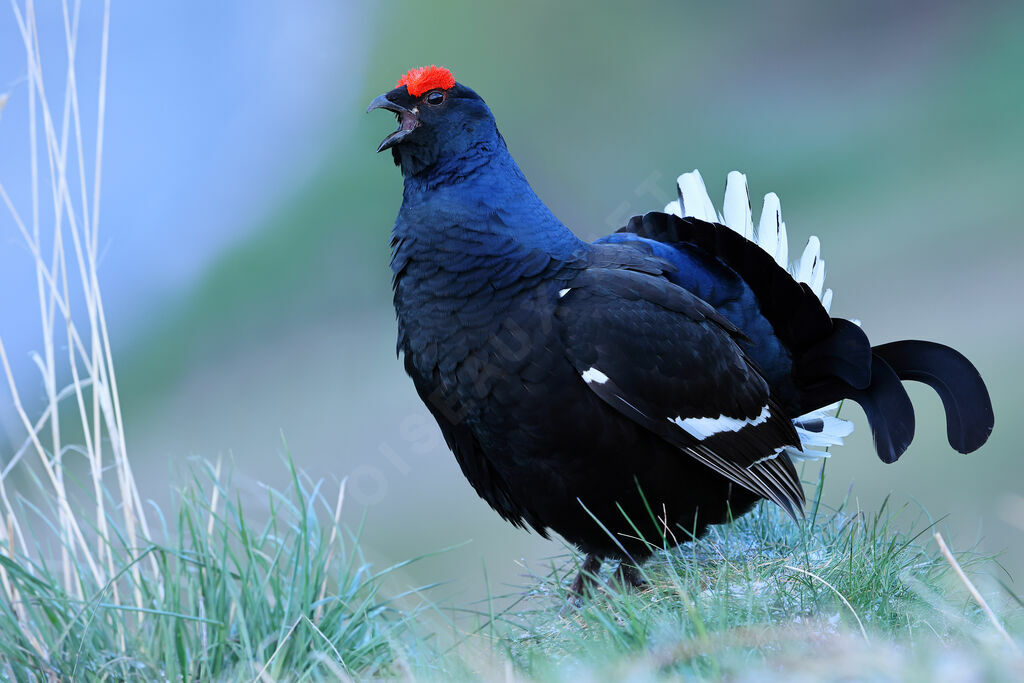 Tétras lyre mâle adulte nuptial, identification