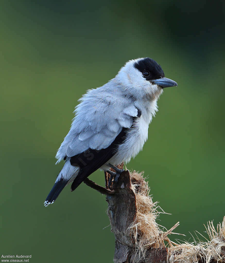 Tityre à tête noireadulte nuptial, identification