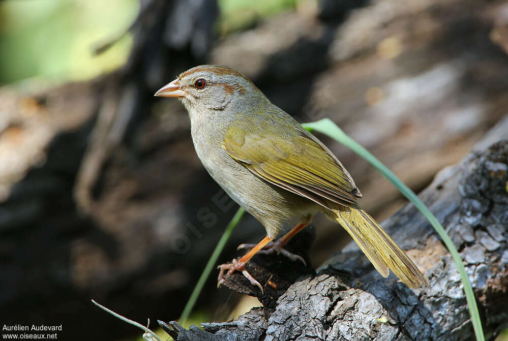 Tohi oliveadulte nuptial, identification