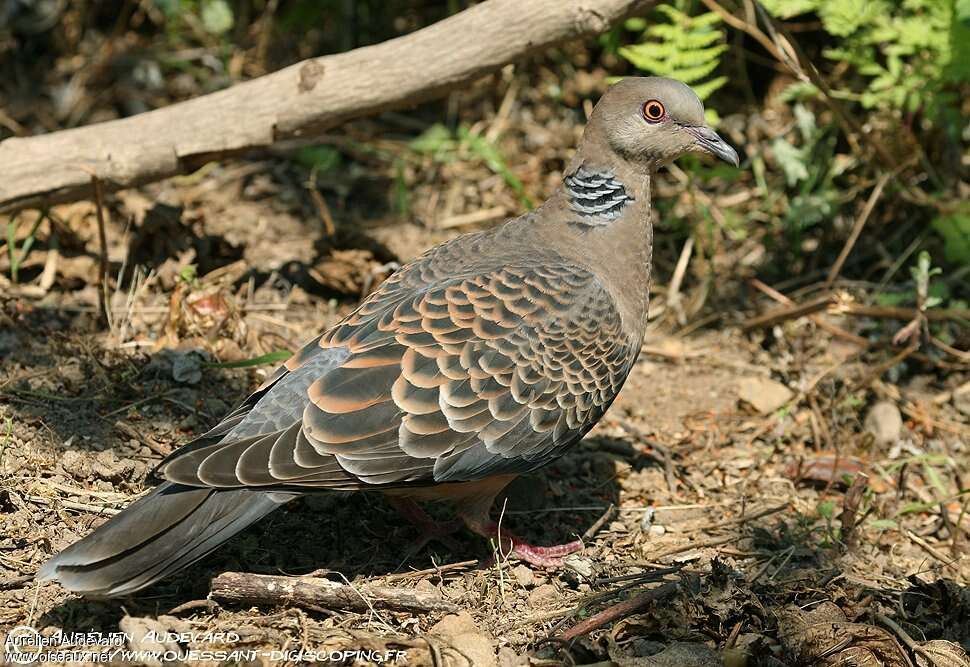 Oriental Turtle Doveadult breeding, identification