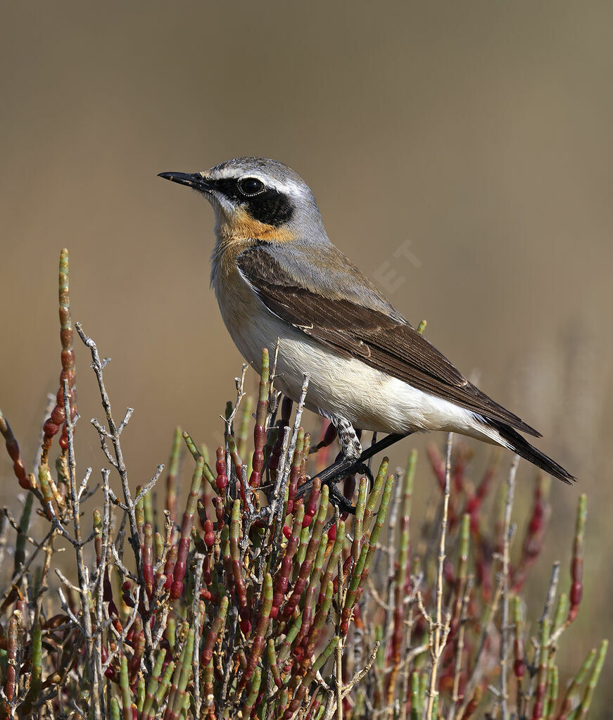 Traquet motteux mâle 2ème année, identification