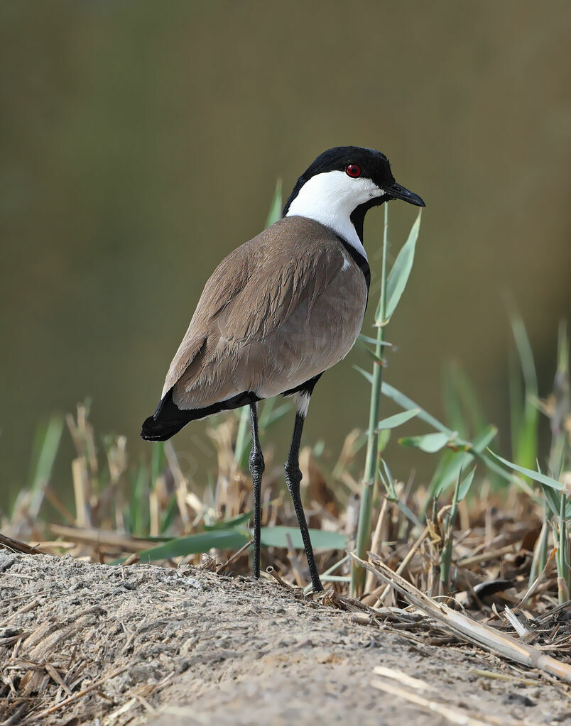 Spur-winged Lapwingadult breeding, identification