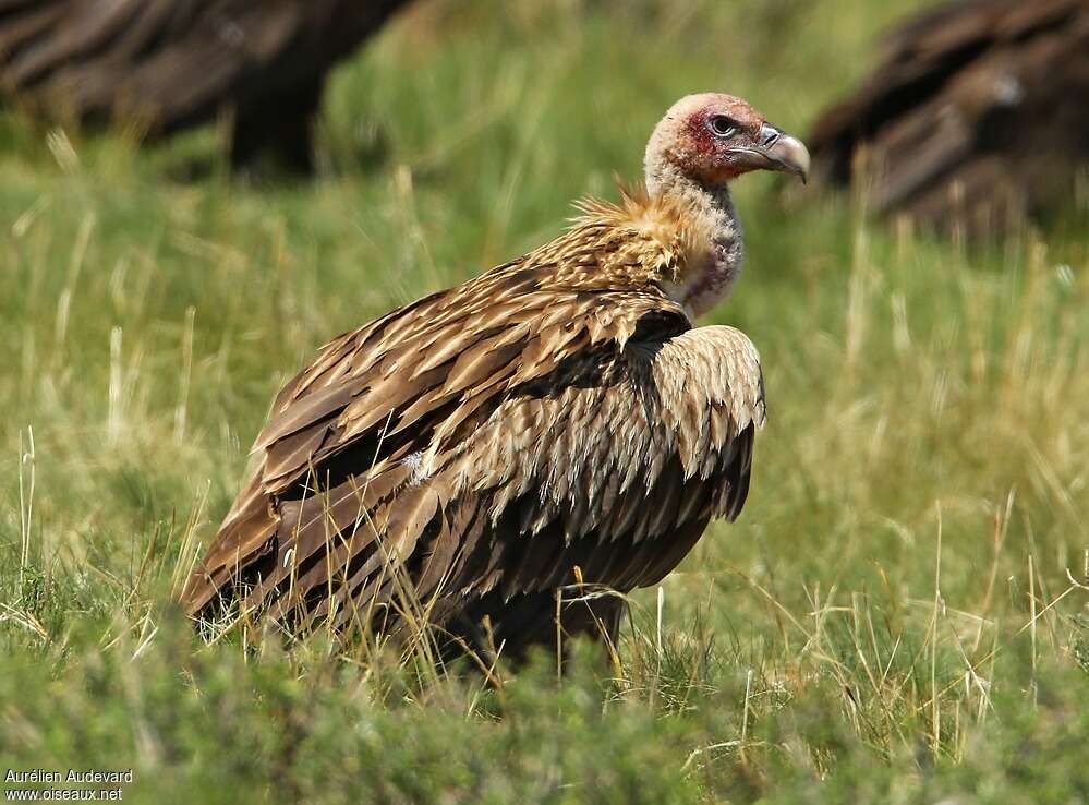 Vautour de l'Himalayaimmature, identification