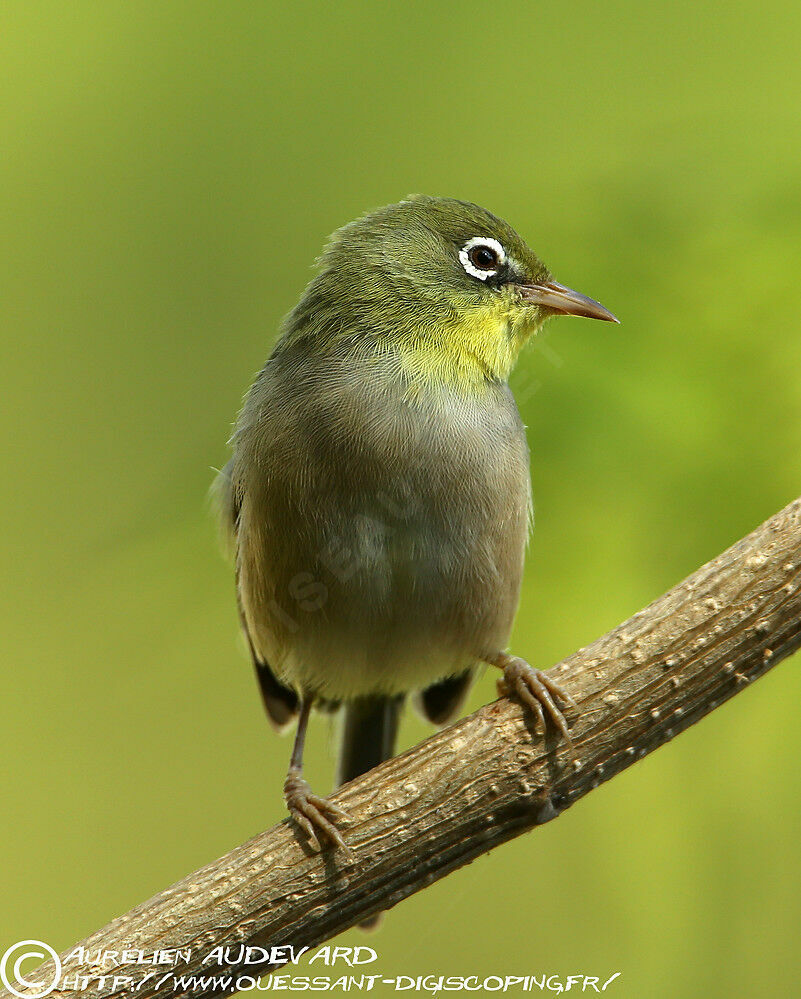 Zostérops d'Abyssinie
