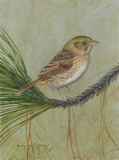 Bruant de Henslow