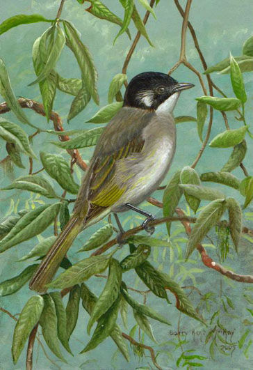 Bulbul de Chine