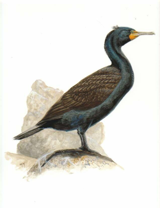 Cormoran à aigrettes