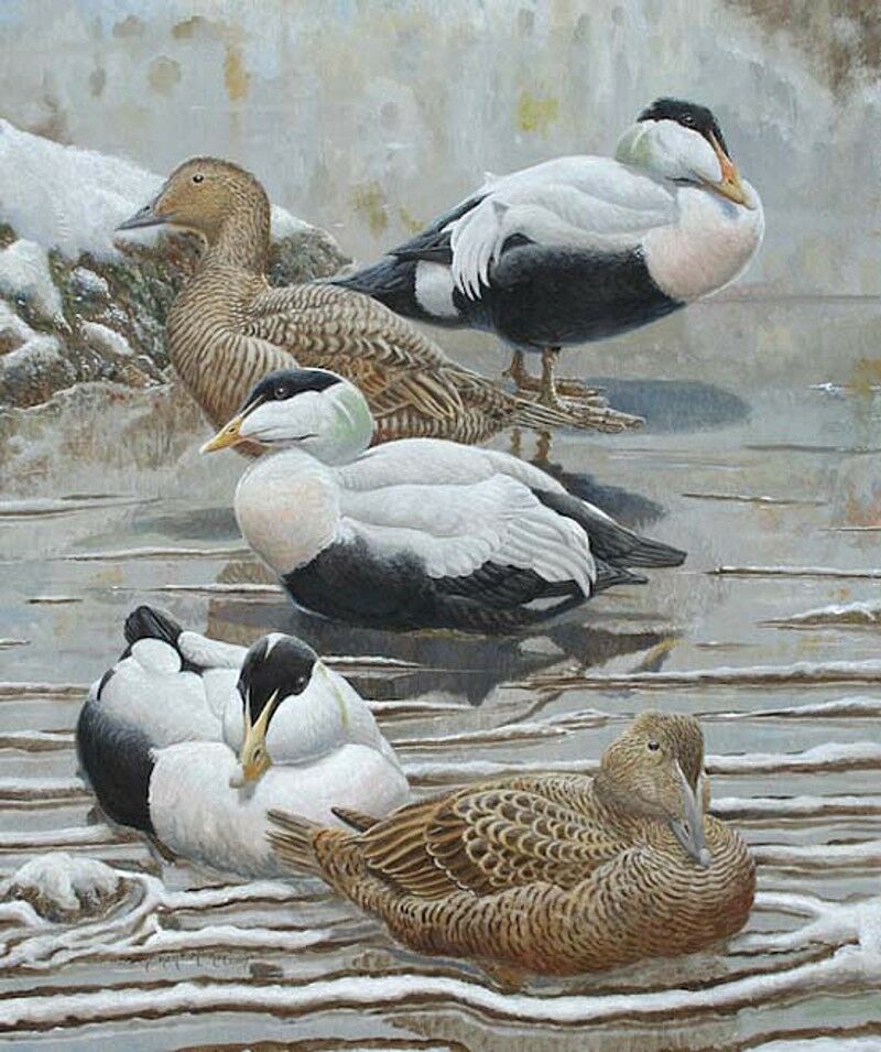 Eider à duvet