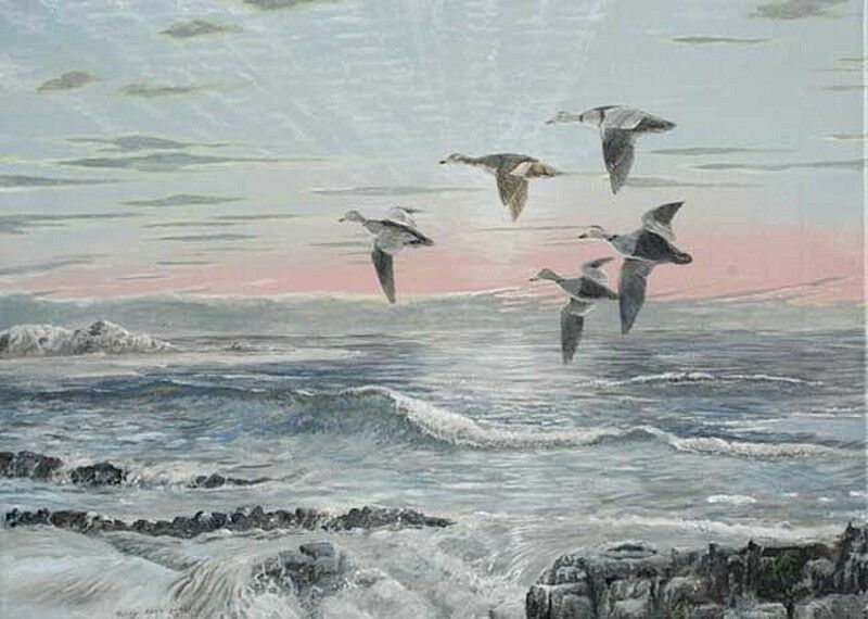 Eider du Labrador