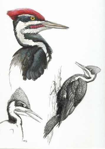 Pileated Woodpecker