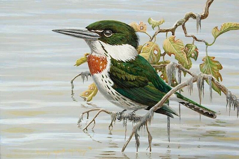 Amazon Kingfisher