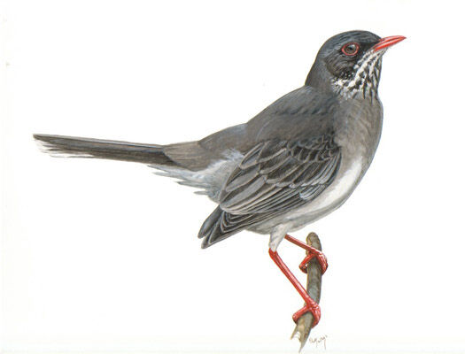 Merle vantard