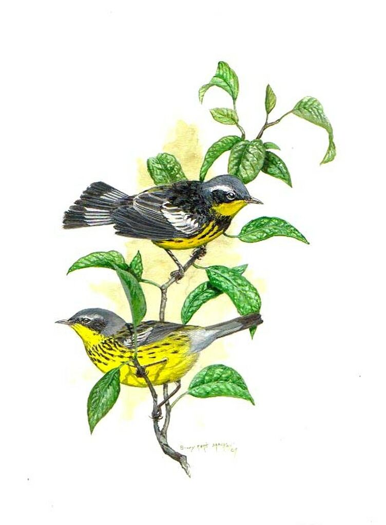 Paruline à tête cendrée