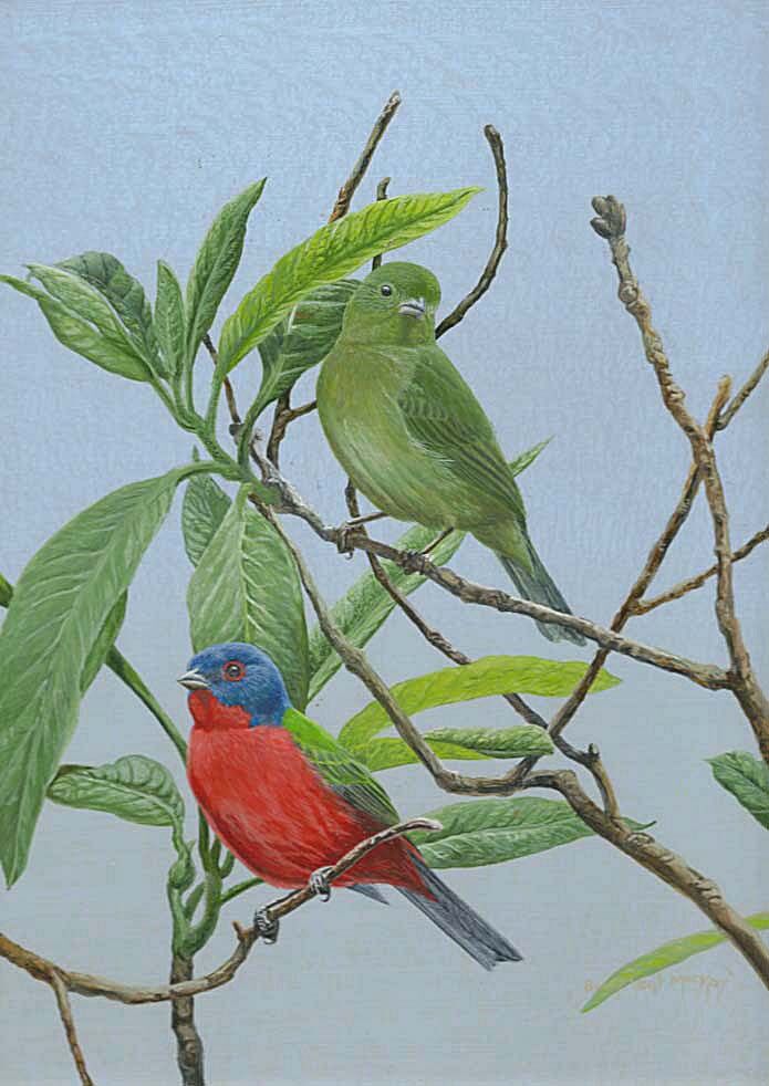 Passerin nonpareil