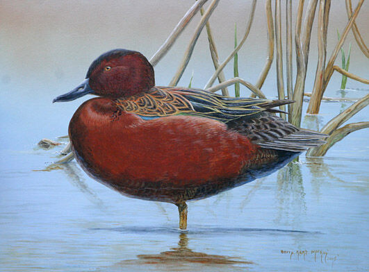 Cinnamon Teal