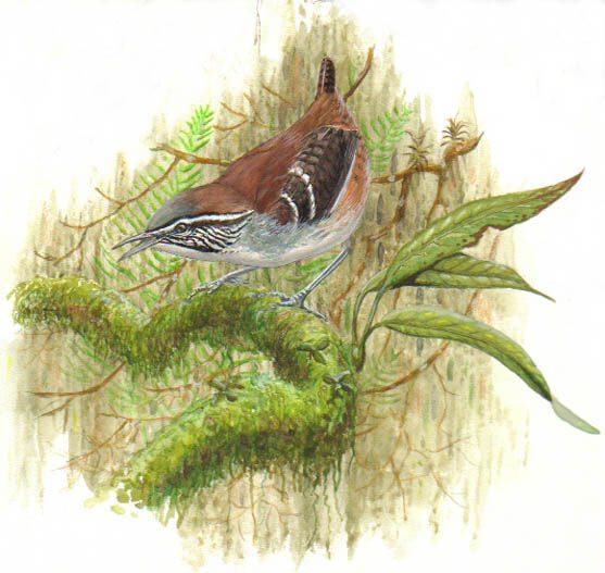 Bar-winged Wood Wren