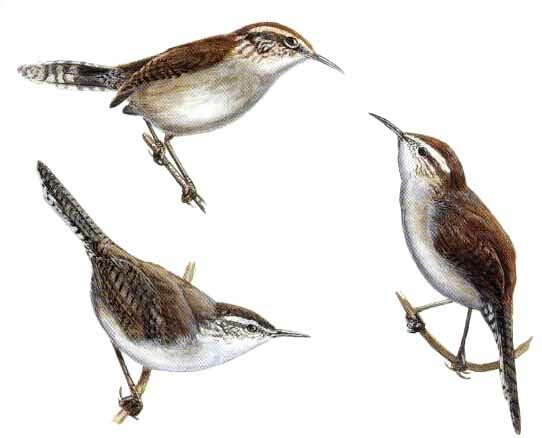 Troglodyte de Bewick