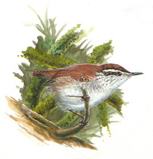 Timberline Wren