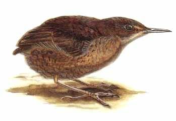 Troglodyte philomèle