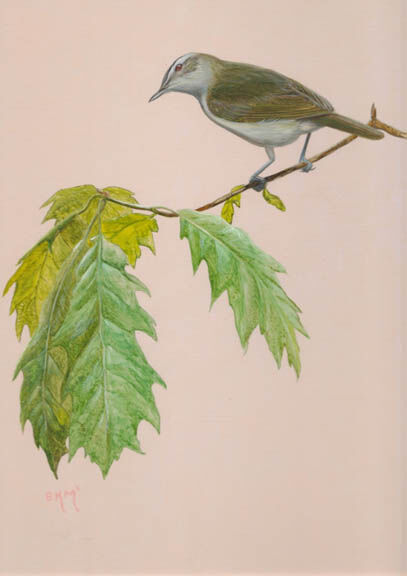 Red-eyed Vireo