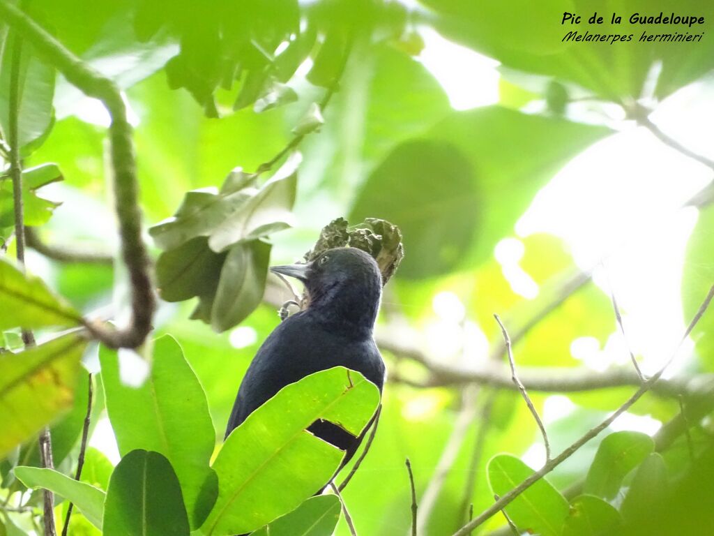 Pic de la Guadeloupe