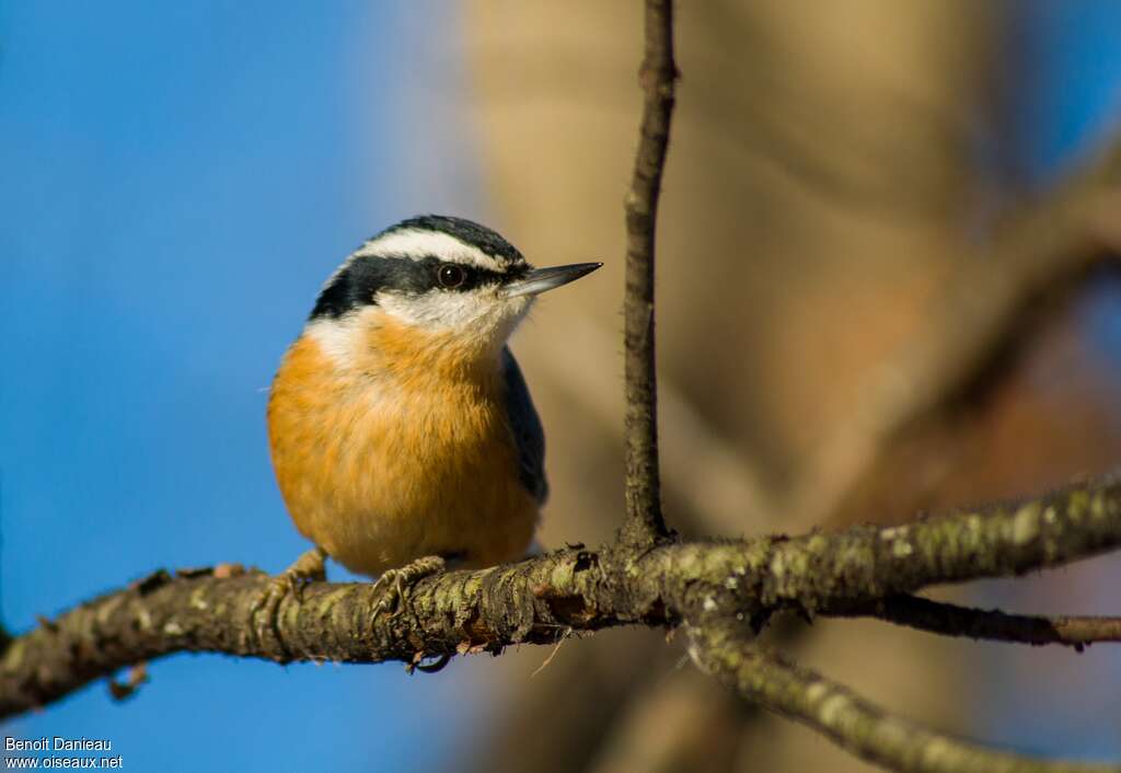 Red-breasted Nuthatchadult, close-up portrait