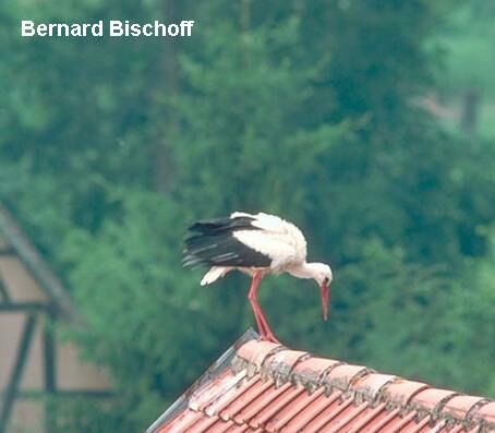 White Stork