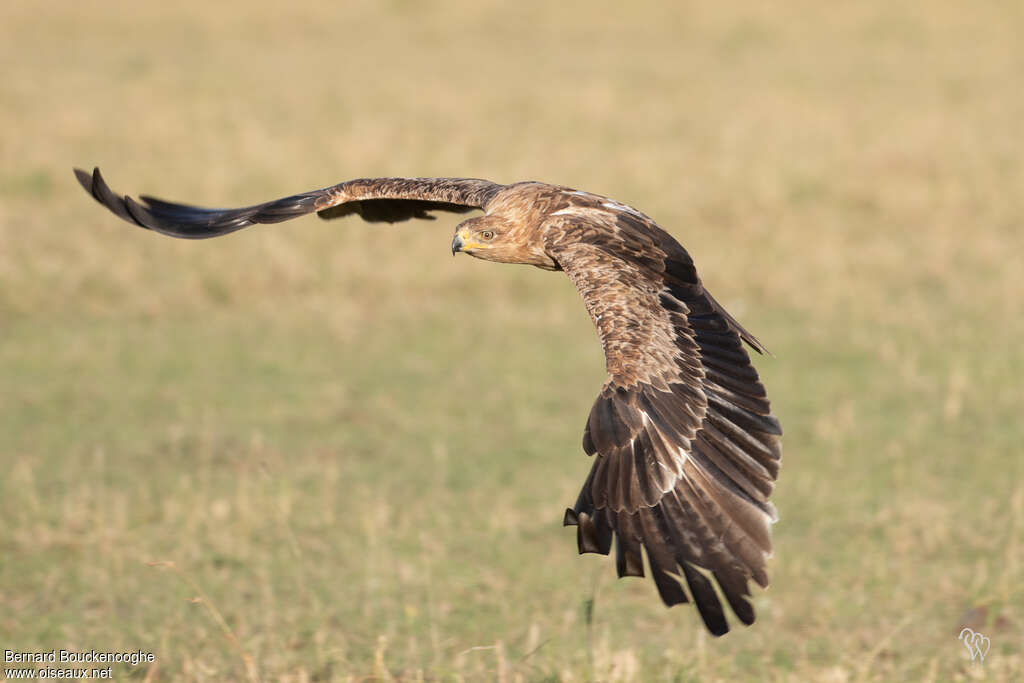 Aigle ravisseur, composition, pigmentation, Vol
