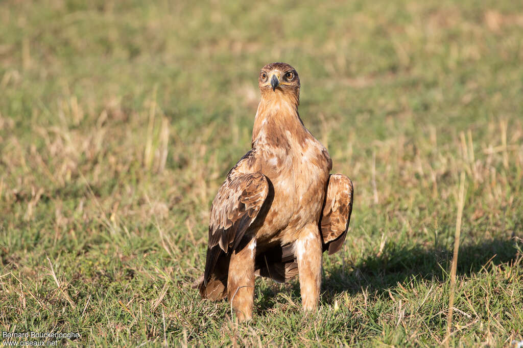Aigle ravisseurimmature, identification, pigmentation