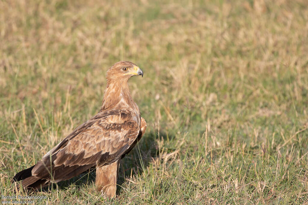 Aigle ravisseursubadulte, identification, pigmentation