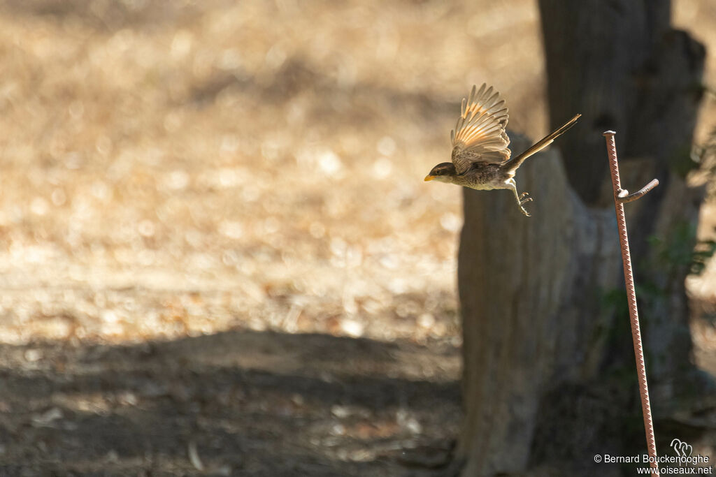 Yellow-billed Shrike