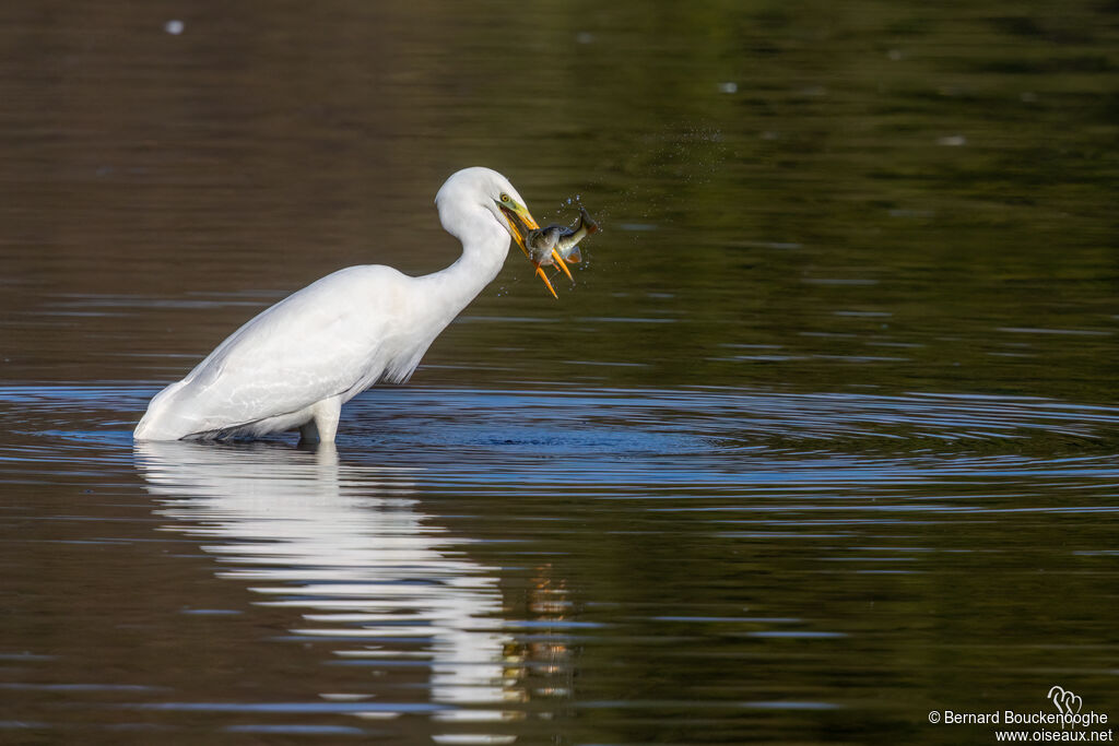 Great Egretadult, fishing/hunting