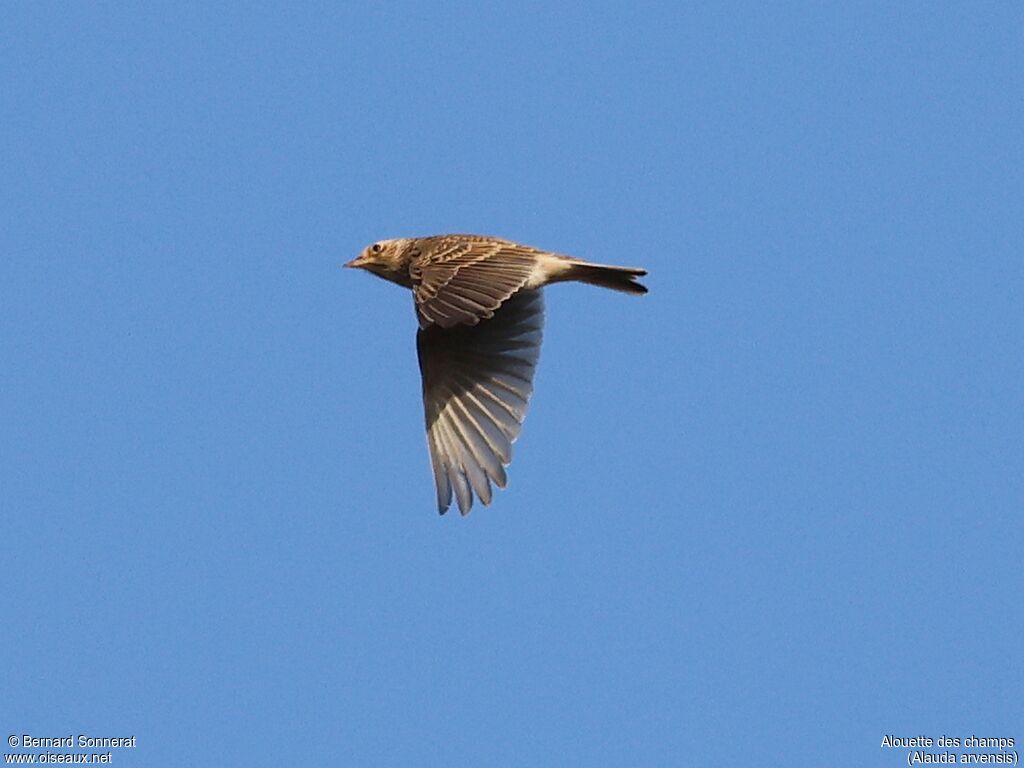 Eurasian Skylark