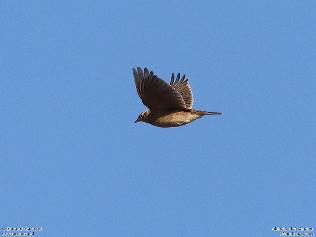 Eurasian Skylark