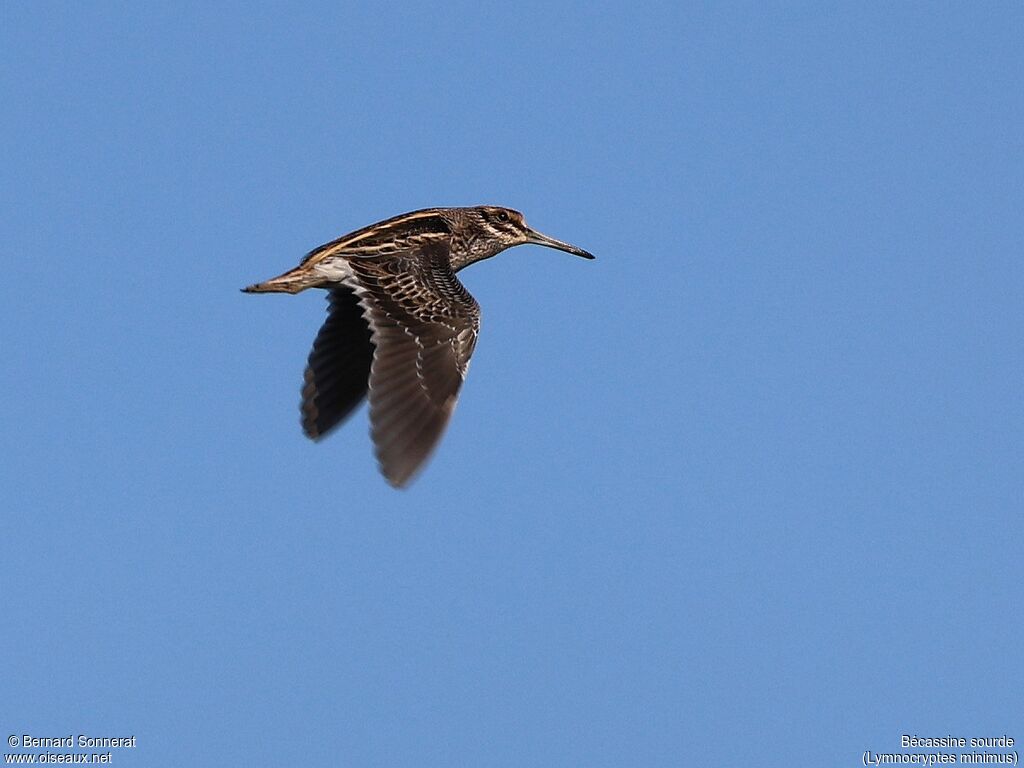 Jack Snipe