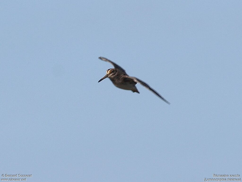 Jack Snipe
