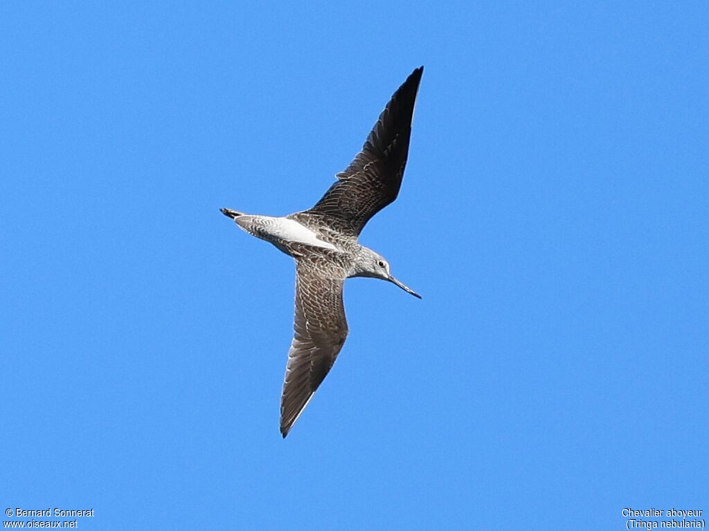 Common Greenshank