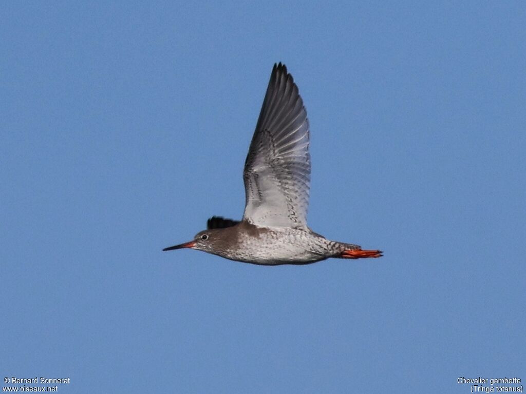 Common Redshank