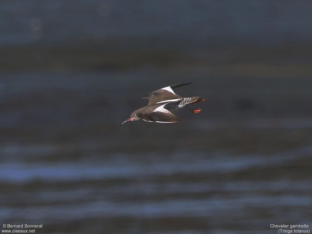 Common Redshank