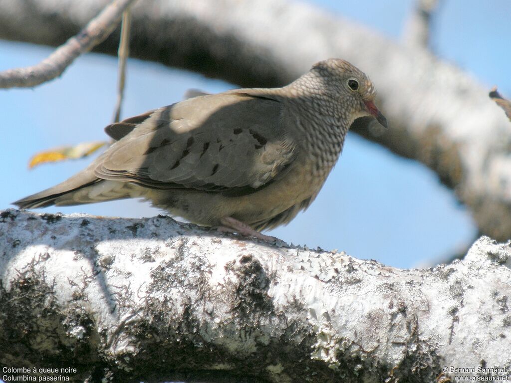 Common Ground Dove, identification