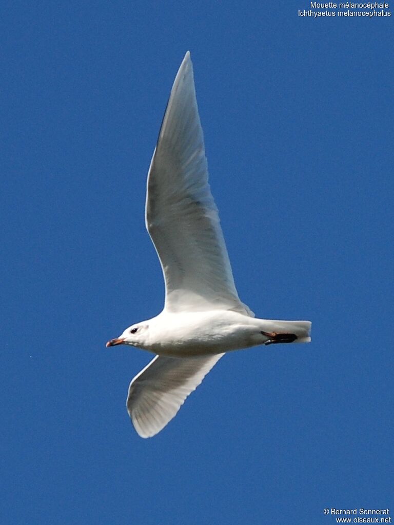 Mouette mélanocéphaleadulte, Vol