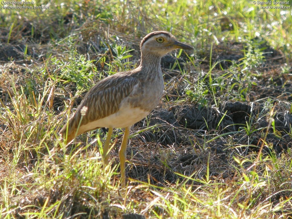 Double-striped Thick-knee, identification