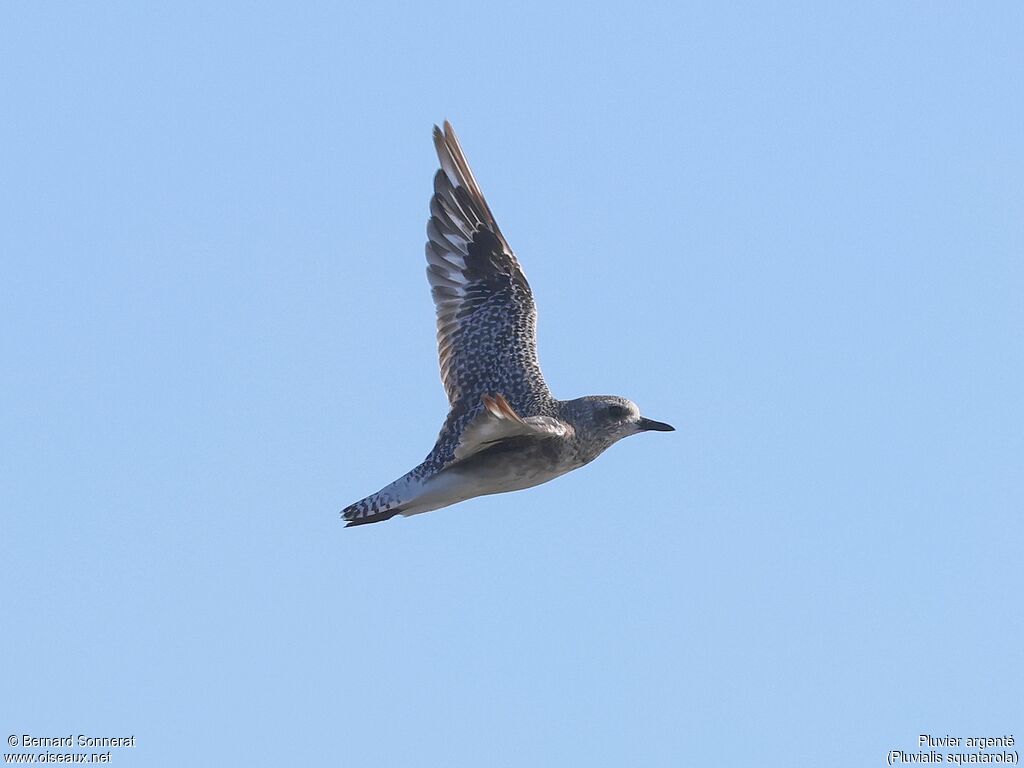Grey Plover