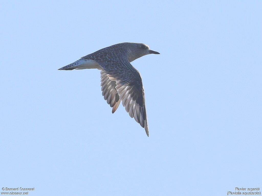 Grey Plover