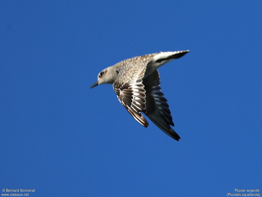 Grey Plover