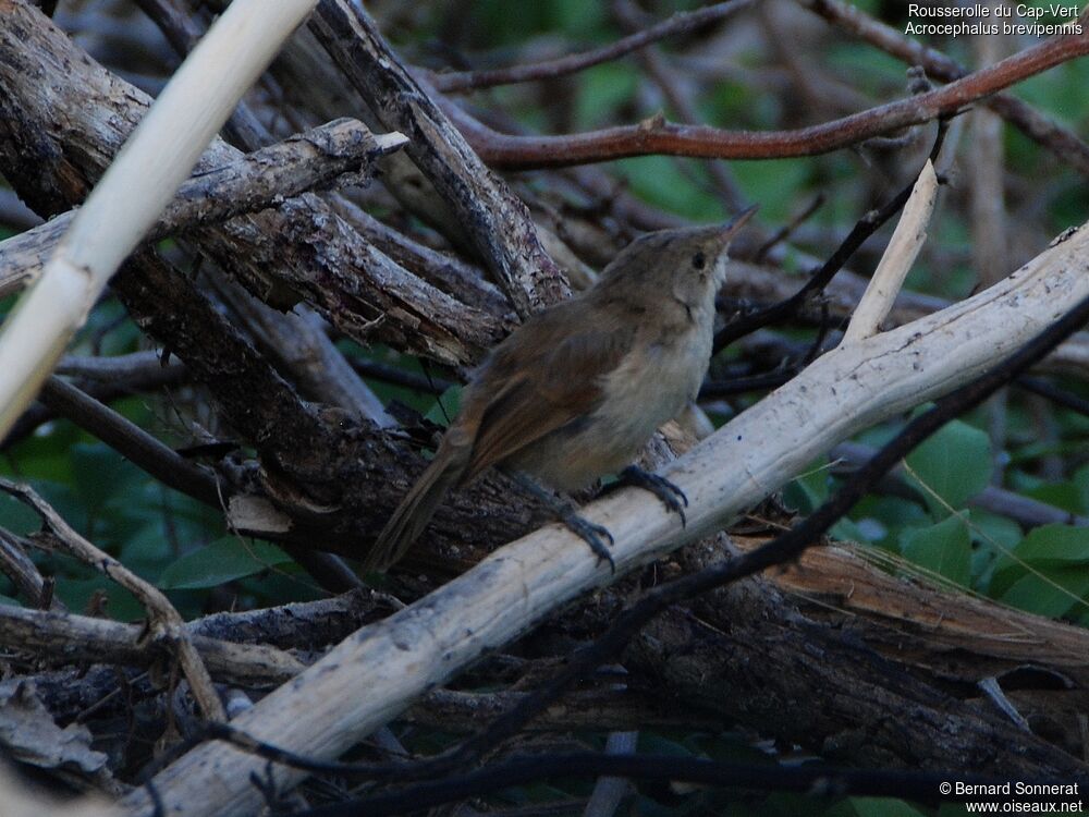 Cape Verde Warbler