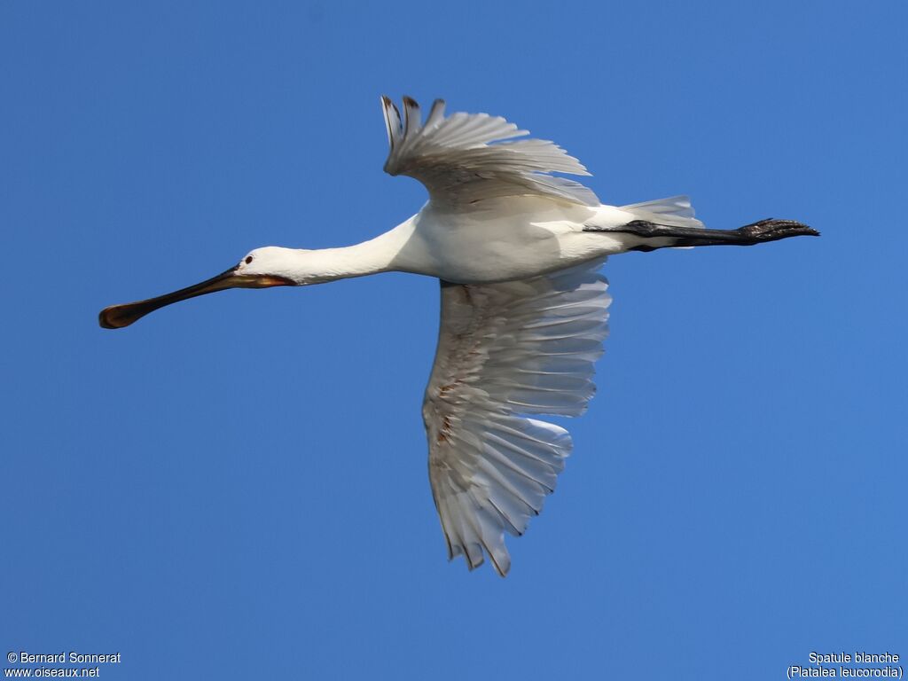 Eurasian Spoonbill