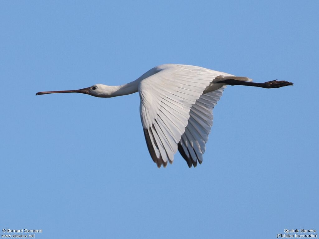 Eurasian Spoonbill